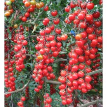 Pomodoro Ciliegino