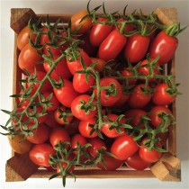 Pomodoro Datterino
