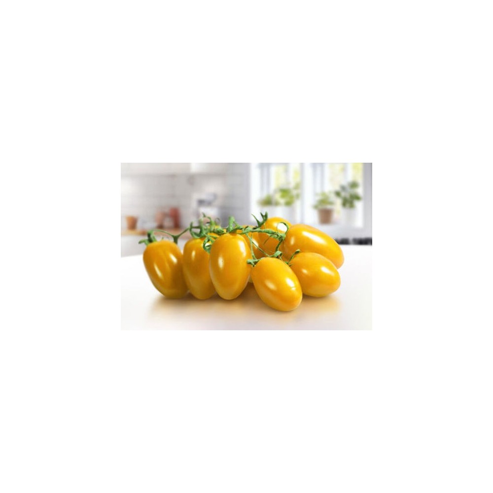 Pomodoro Datterino Giallo