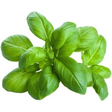 Basilico di Sicilia