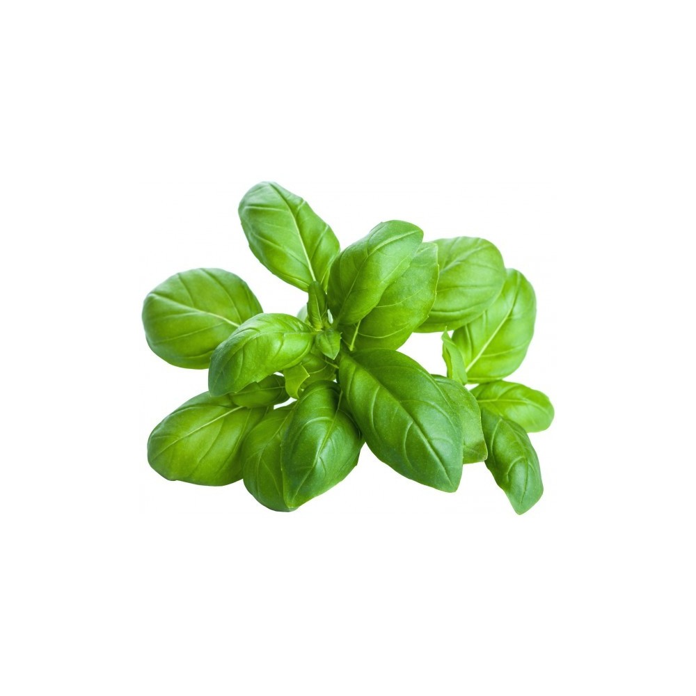 Basilico di Sicilia