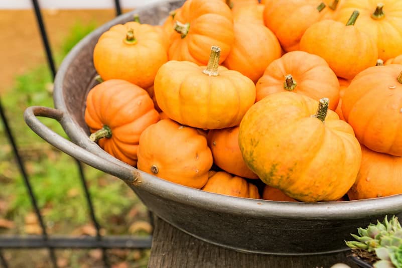 zucca muscat