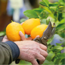 raccolta limoni